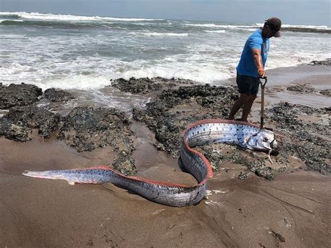 Giant Oarfish - What is the Biggest Oarfish ever Recorded? - SeaFish