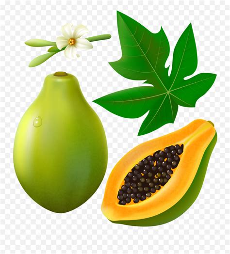 Papaya Fruits With Leaf And Flower - Clip Art Papaya Flower Png,Papaya ...