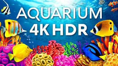 The Best Aquarium in 4K HDR 🐠 Calm & Relaxing Coral Reef Aquarium ...