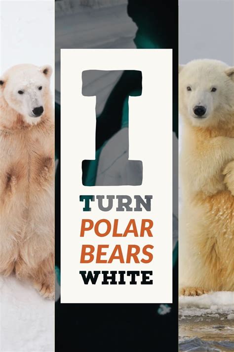 I Turn Polar Bears White Riddle - Askworksheet