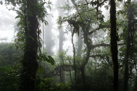 Santa Elena Cloud Forest Reserve Info, maps and links