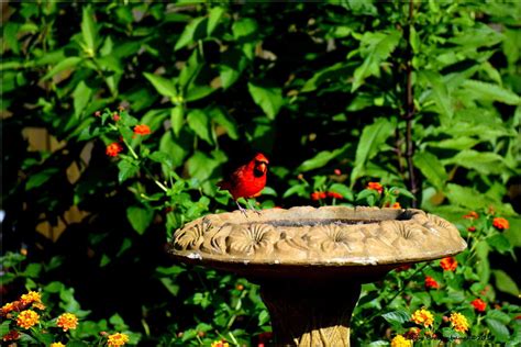 Backyard Butterfly Garden - Fine Gardening