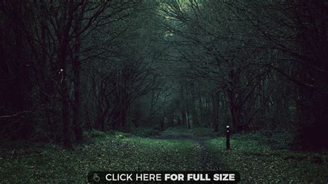 Dark Forest 4K Wallpaper - Free Download