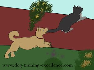 Why Do Dogs Chase Cats? And How to stop it!