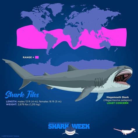 megamouth shark | Megamouth shark, Fun facts about animals, Shark habitat