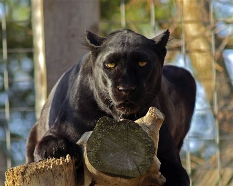 Great Bend, KS : African Leopard at the Great Bend Zoo photo, picture, image (Kansas) at city ...