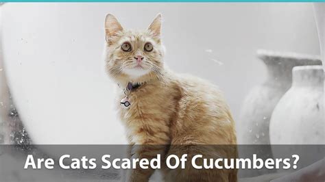 Are Cats Really Scared Of Cucumbers? Let's Answer This Silly Question :)