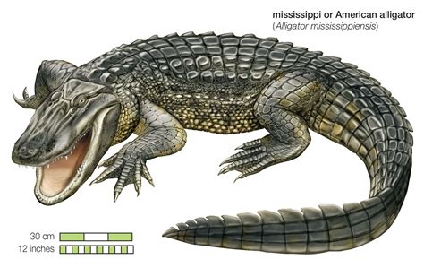 American alligator | Diet, Habitat, Range, & Facts | Britannica