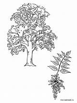 Elm Tree Coloring Coloring Pages sketch template