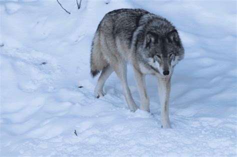 What Is The Largest Wolf Species? - Animal Corner