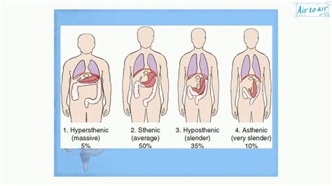 hypersthenic (English) - Medical terminology for medical students ...