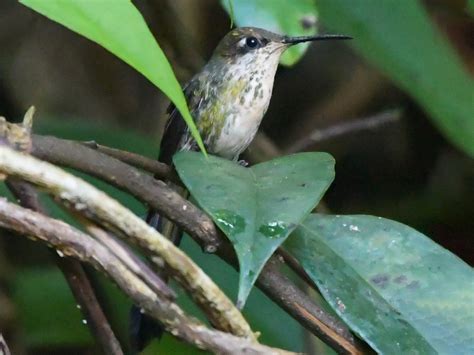 Marvelous Spatuletail - eBird