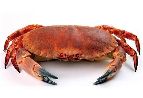 Download Animal Crab 4k Ultra HD Wallpaper