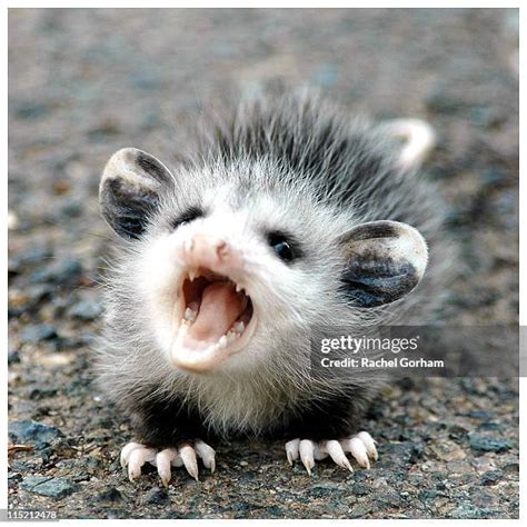 3,122 Of Possum Stock Photos, High-Res Pictures, and Images - Getty Images