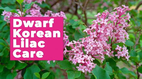 How to care for Dwarf Korean Lilac - YouTube