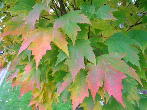 Tree Profile for the Karpick Red Maple - Urban Forest Nursery, Inc.