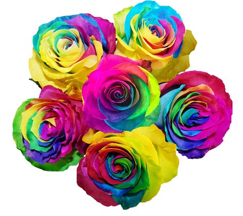 Rainbow Rose | ubicaciondepersonas.cdmx.gob.mx