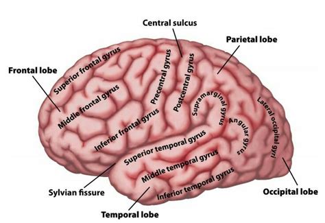 Sylvian fissure divides "Temporal lobe" from "Frontal & Parietal lobe ...