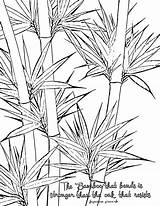 Bamboo Coloring Pages sketch template