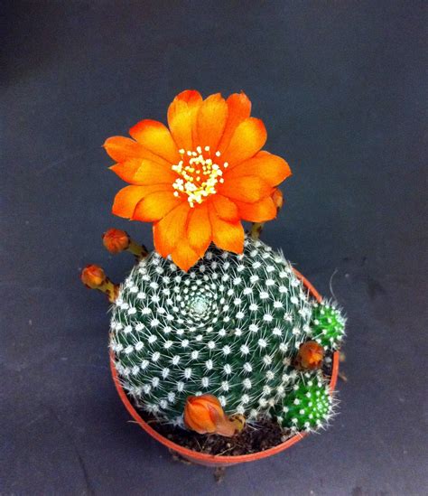 Singapore Plants Lover: Orange cactus flowers