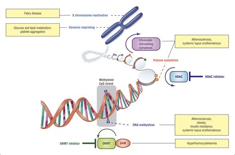 Emerging Role of Epigenetics in StrokePart 1: DNA Methylation and Chromatin Modifications ...