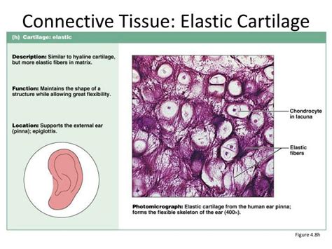 PPT - Connective Tissues PowerPoint Presentation - ID:2182223