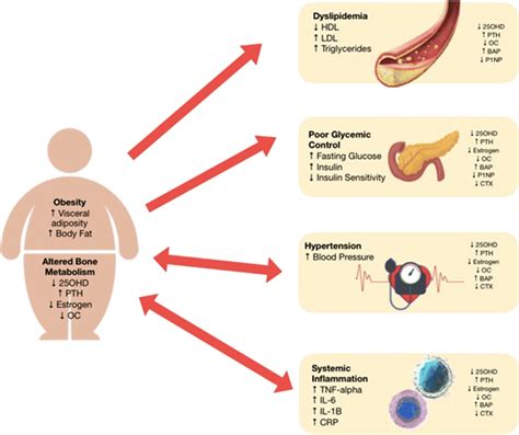 Dysregulation of bone metabolism markers and effect on cardiometabolic ...