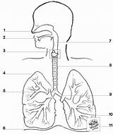 Diagram Respiratory System Blank Di sketch template