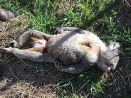 2019 February: Koala Road Kills Meeniyan Mirboo North Rd - Strzelecki ...