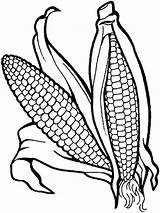 Corn coloring pages sketch template