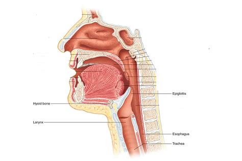 Petechiae, Larynx, Trachea - Oh my! - Godoy Medical Forensics