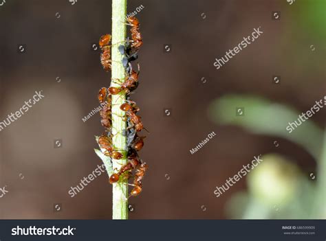 Ants Aphids Symbiosis Stock Photo 686599909 | Shutterstock