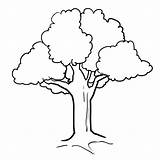 Tall Tree Coloring Pages sketch template