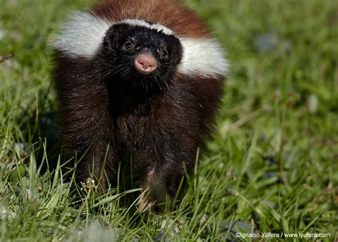 Ignacio Yúfera: A feisty skunk