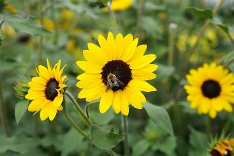 FLOWERS FOR A BEE-FRIENDLY GARDEN - Clearwater Landscape & Nursery