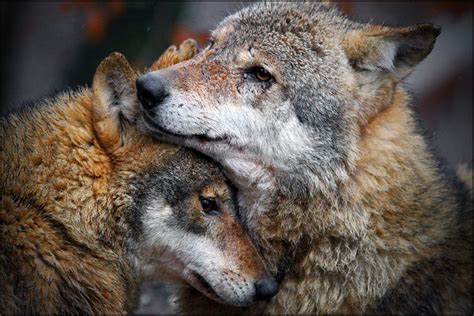 Wolf Love Quotes. QuotesGram