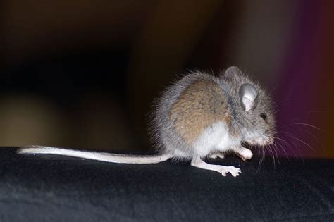 Rodent Control & Rodent Removal in NJ & FL | Excel Pest Control