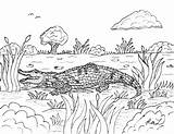 Robins Great Coloring Pages American Alligator And Sarcosuchus sketch template
