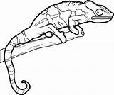 Gecko Coloring Pages Printable At GetDrawings  Free Download sketch template