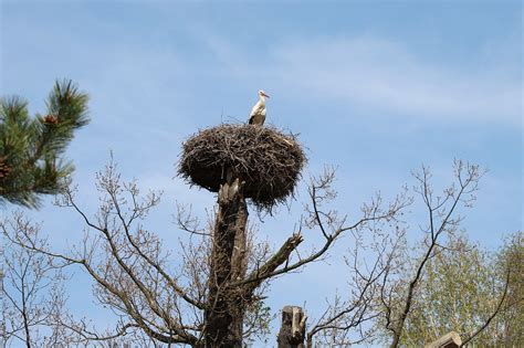 Stork, stork's nest, tree, nature, zoopark chomutov - free image from needpix.com