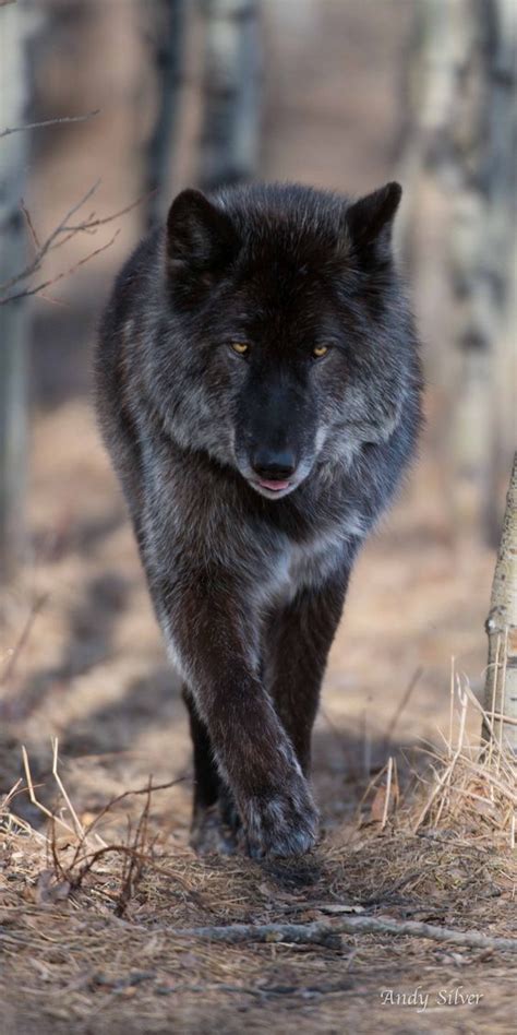 Alexander Archipelago wolf (Canis lupus ligoni) | Beautiful Animals ...