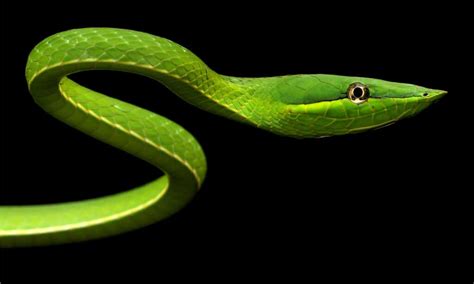 10 Snakes That Live in the Rainforest - IMP WORLD