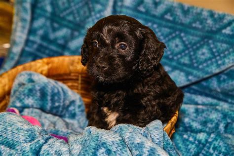 This lovely girl is available for adoption. Mini Goldendoodle pups are incredibly soft and ...