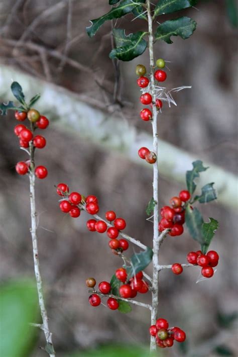 Dwarf yaupon holly – care, pruning, size and landscaping