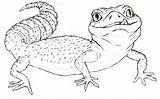 Leopard Gecko Coloring Pages sketch template