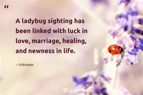 25 Ladybug Quotes Admiring the Tiny Miraculous Beetles (2024)