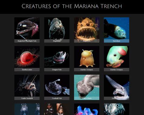 15 Marrianna trench creatures ideas | marianas trench, creatures, deep ...