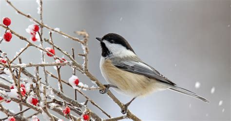 How to attract winter birds? Lay out a buffet