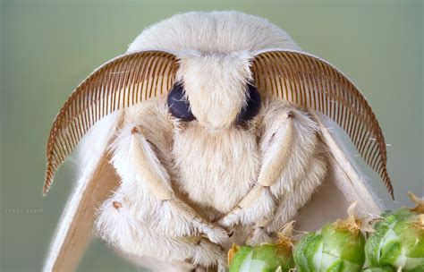 Silkworm moth - Bombyx mori | Componon-S 80mm | Güray Dere | Flickr