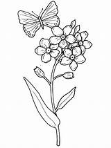 Bluebonnet Flowers Coloring Pages & coloring Book sketch template